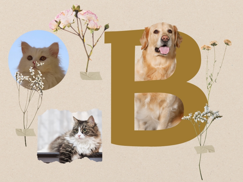 Cách cắt ảnh trên Canva (ảnh 15)