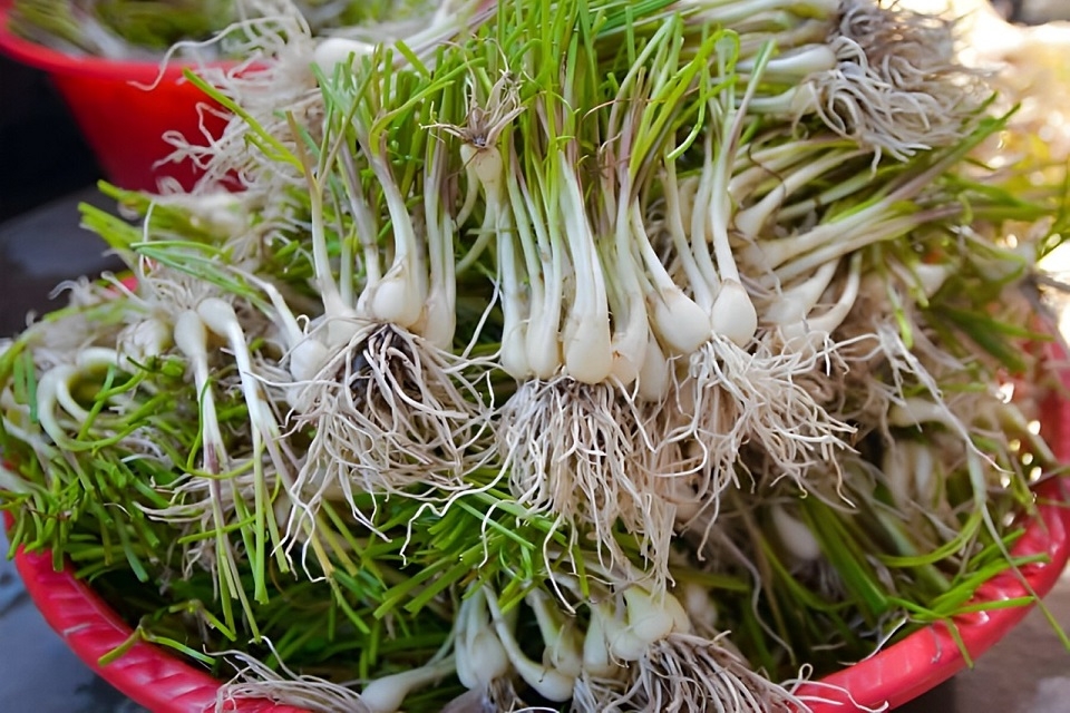 Cách làm kiệu ngâm mắm 2