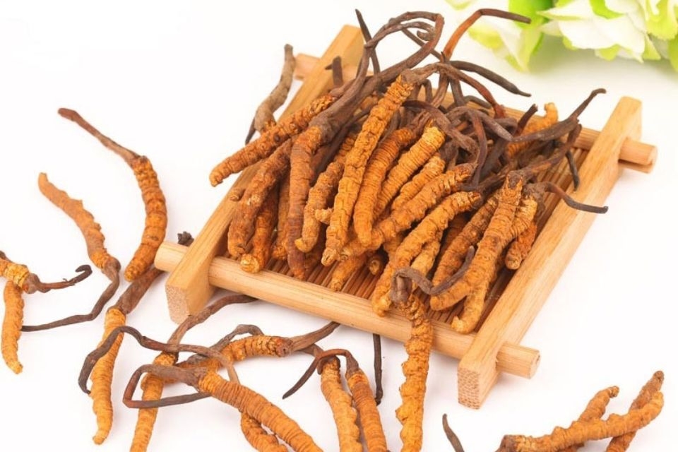 Đông trùng hạ thảo hỗ trợ cải thiện các vấn đề về đường hô hấp