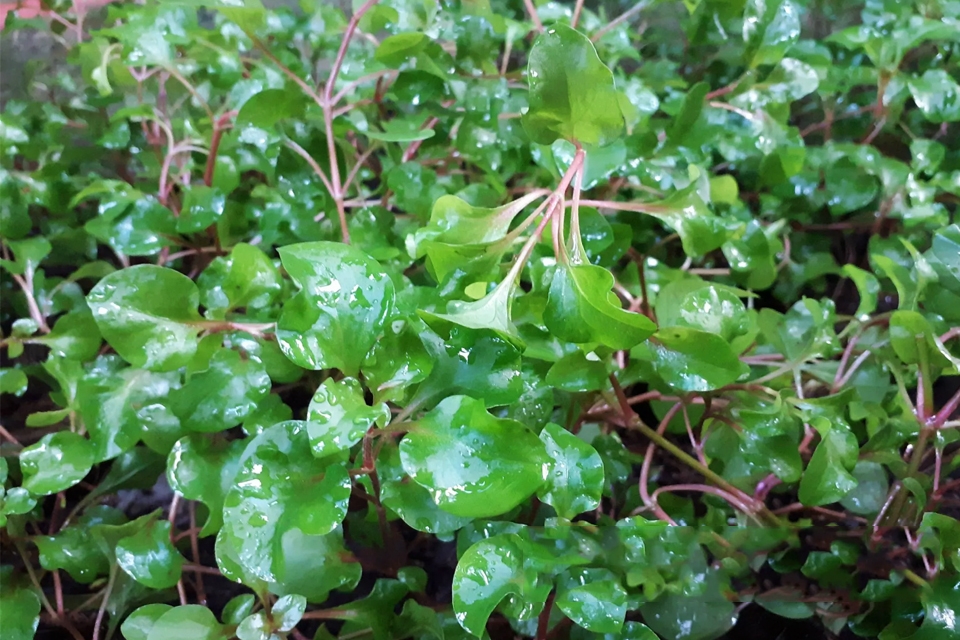 Xà lách xoong Nhật hay còn được gọi cải xoong, cải xoăn là một loại rau xà lách phổ biến cùng họ cải.