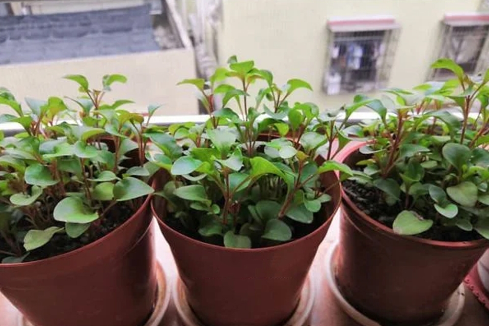 Đặc điểm của cây rau xà lách xoong Nhật.