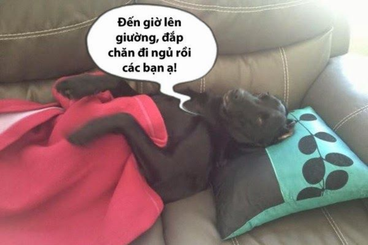 Các loại meme chúc ngủ ngon phổ biến hiện nay