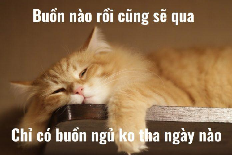 Meme hài hước (Humorous Goodnight Memes)