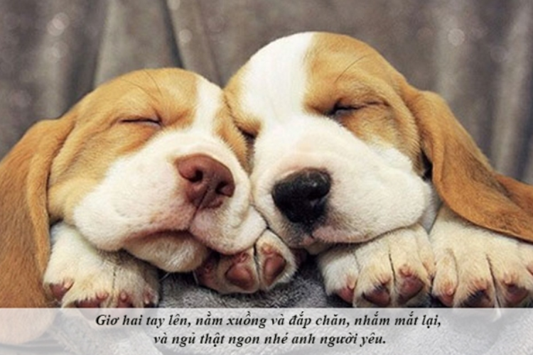 Meme chúc ngủ ngon dễ thương (Cute Goodnight Memes)