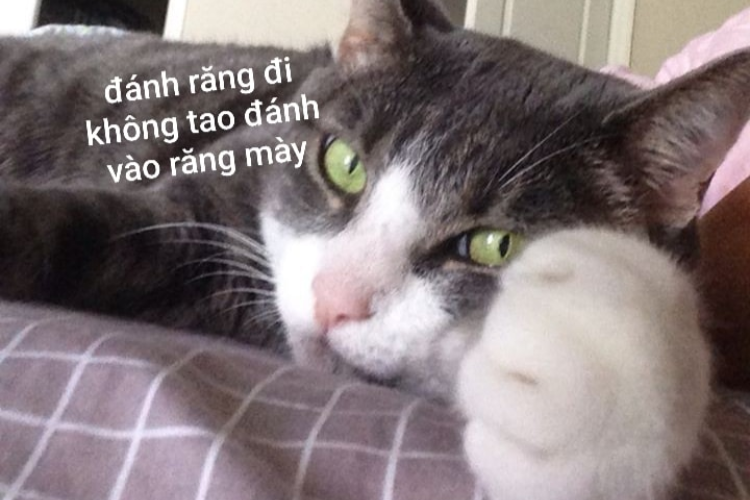 Meme trừu tượng và sâu sắc (Abstract and Thoughtful Goodnight Memes)
