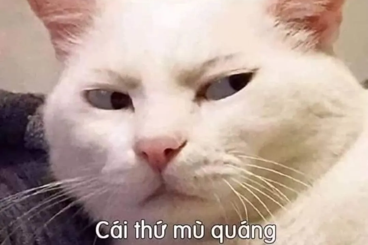 Meme động vật (Animal Goodnight Memes)