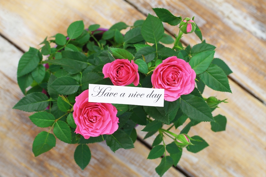 Hình ảnh chúc ngày mới tốt lành cho người yêu 3