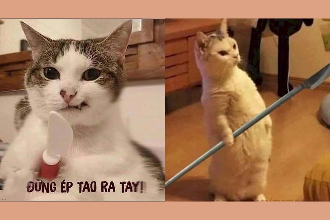 meme-meo-cam-dao%20(1).jpg