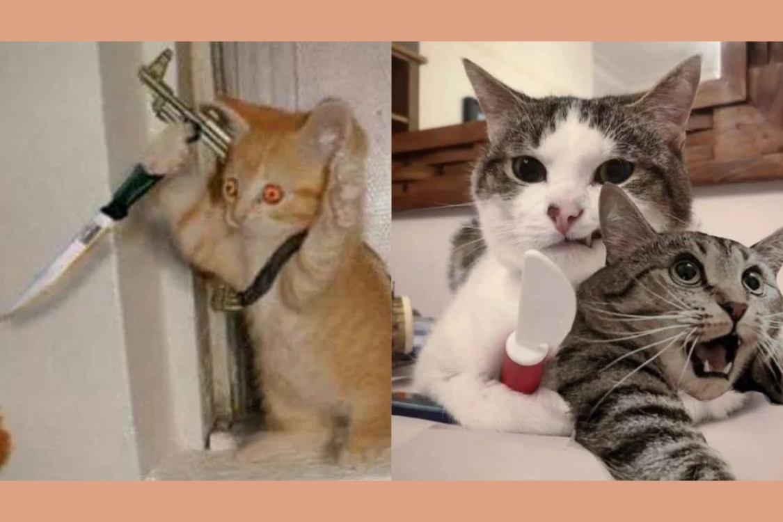 Những ảnh meme mèo cầm dao lầy nhất 3