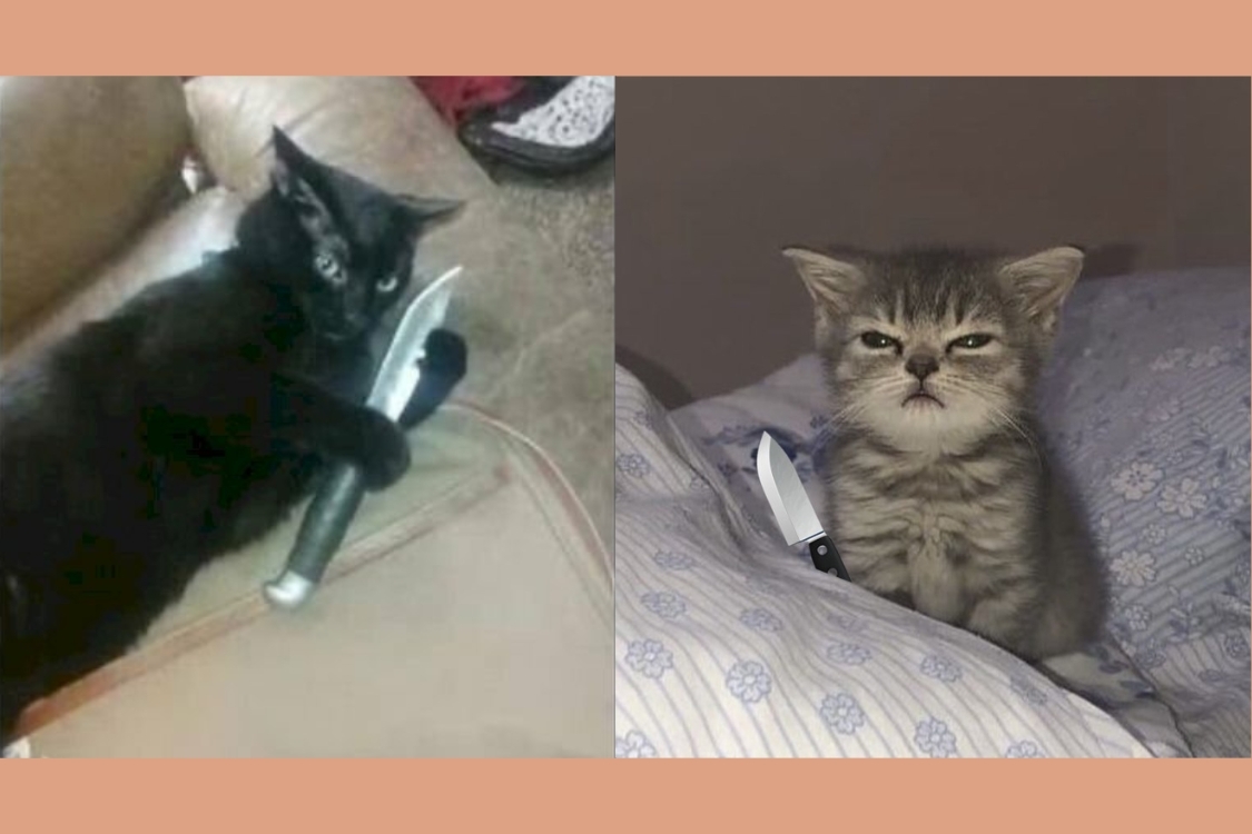 Meme mèo cầm dao là gì?