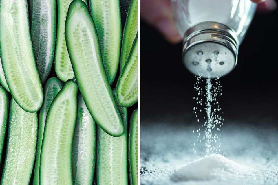 Dưa chuột bị đắng 5