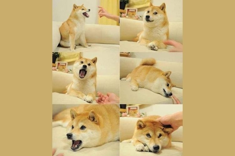 meme kabosu 4