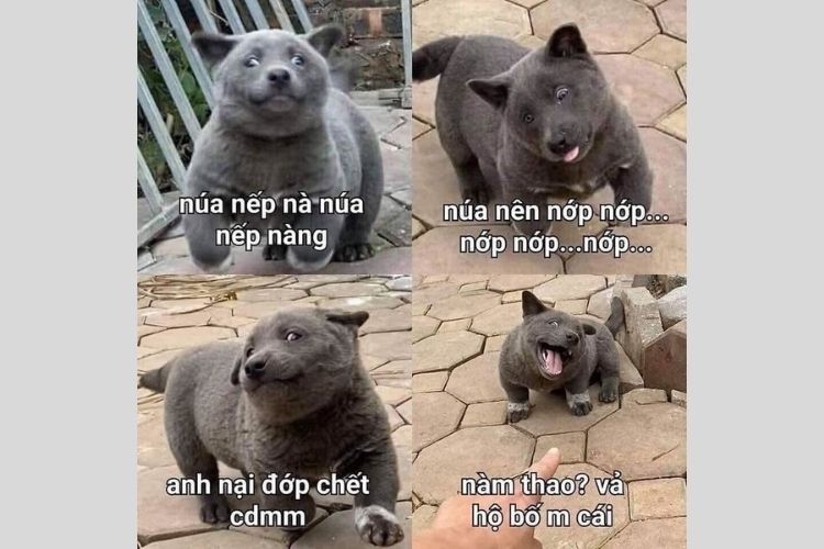 meme dúi 3
