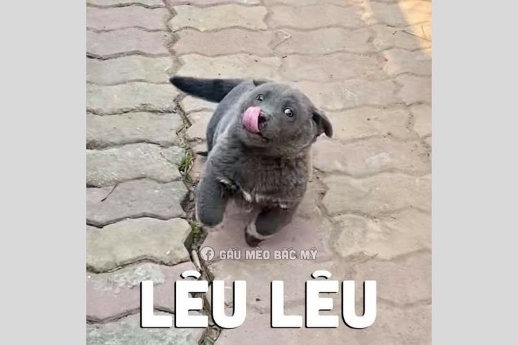 Top meme ảnh chó hài hước trên mạng xã hội, nguồn gốc và ý nghĩa!