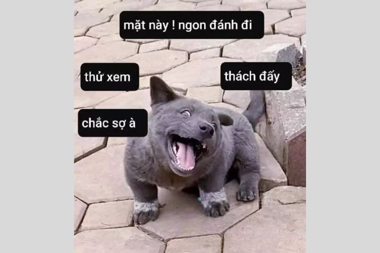 meme dúi 5