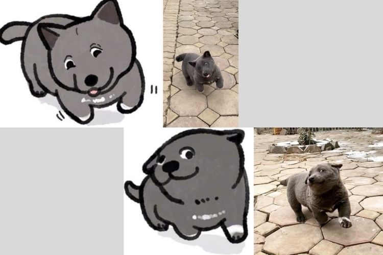 meme dúi 6