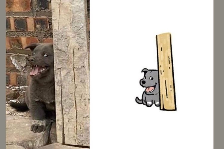 meme dúi 7