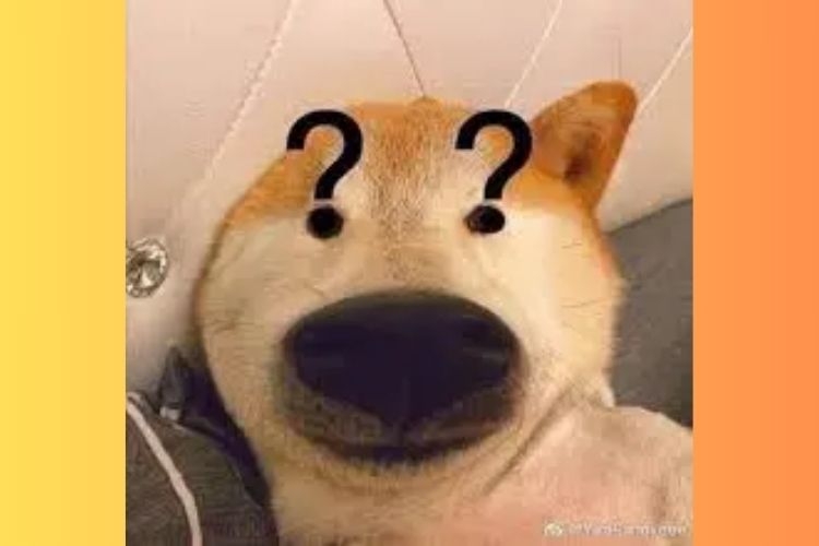 meme chó 8