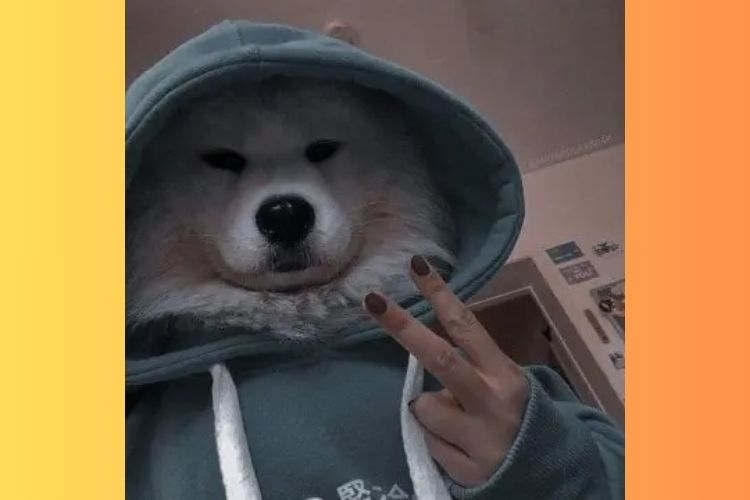 meme chó 9
