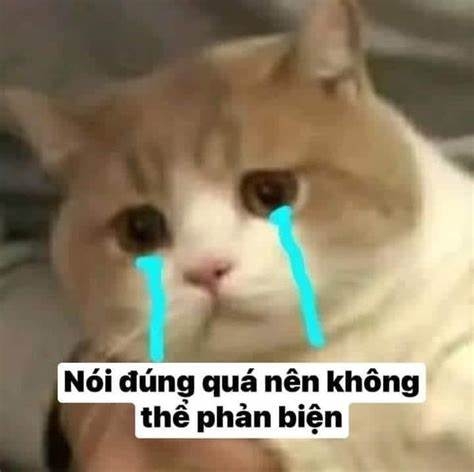 Ảnh meme động vật khóc