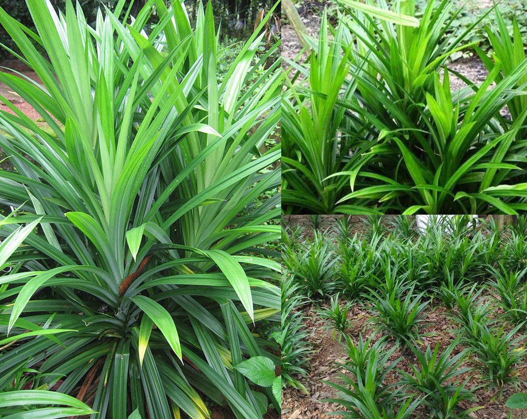 cách lấy nước cốt lá dứa không bị đắng (Ảnh 1)