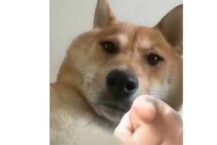meme shiba