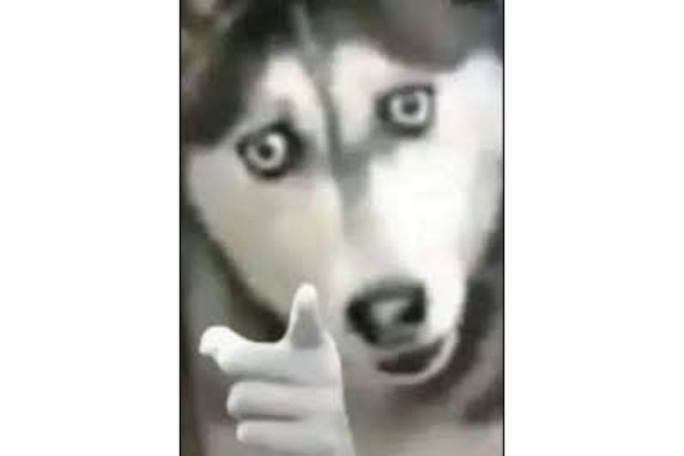 meme husky