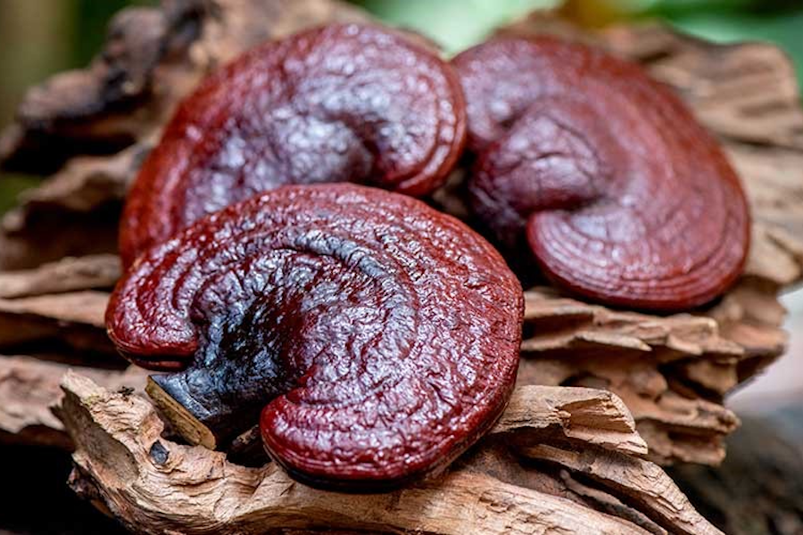 Cách nấu canh riêu chay (Hình 1)