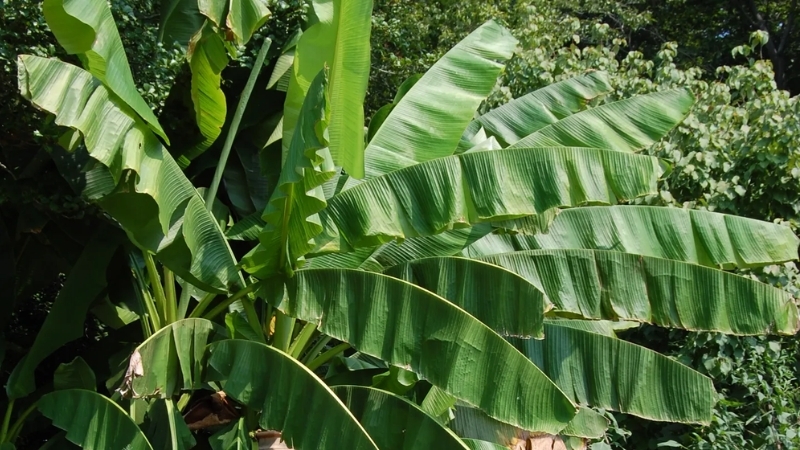 Sử dụng lá chuối xanh