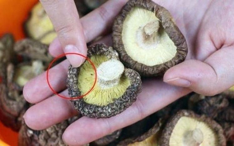 Nấm bị mốc trắng là gì, có ăn được không? Hướng dẫn cách bảo quản nấm hiệu quả để tránh bị mốc trắng 1