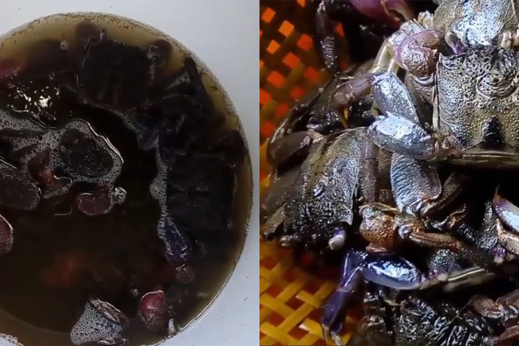 Cách làm mắm ba khía miền Tây vừa đơn giản mà đậm đà, thơm ngon ai cũng có thể chế biến ngay tại nhà - hình 4