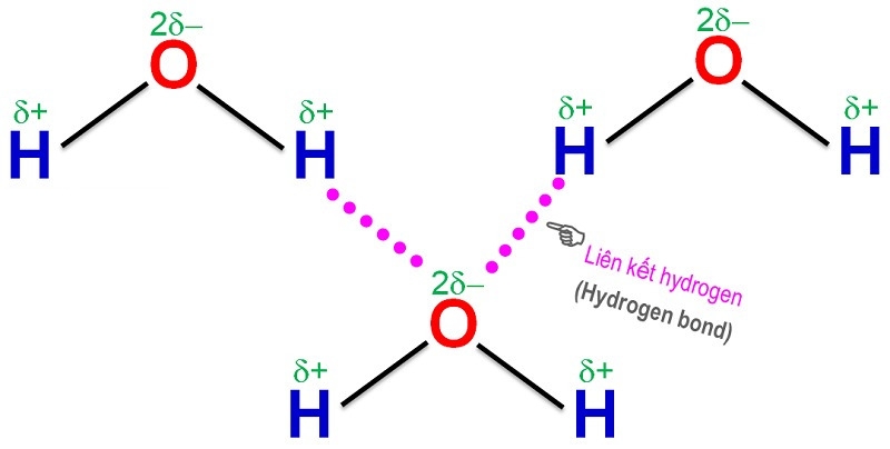 7. Câu hỏi trắc nghiệm và bài tập liên kết hydrogen