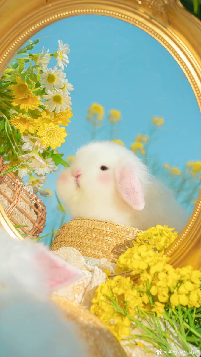 hình nền thú cưng 10