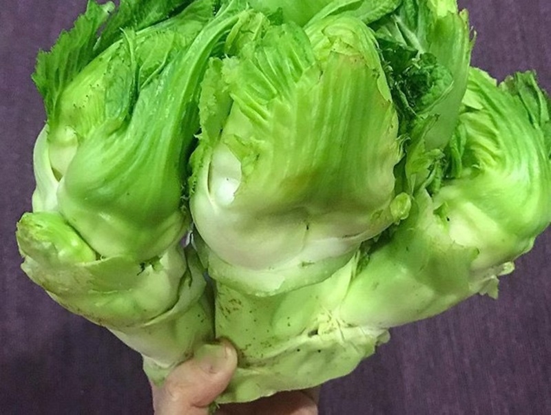 Rau mầm đá là gì 1