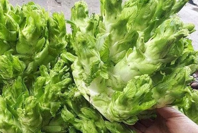 Rau mầm đá là gì 3