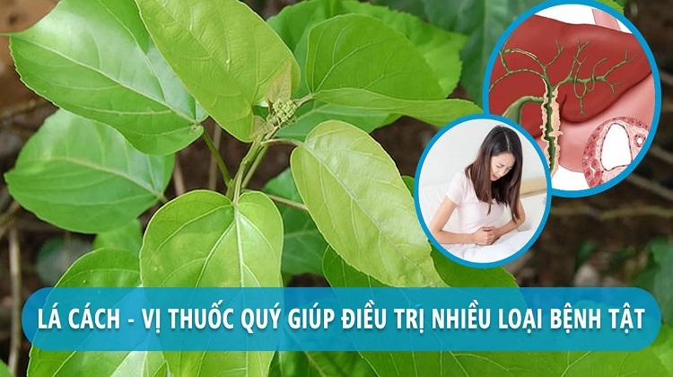 Lá cách là lá gì? Có công dụng ra sao? Chế biến món nào ngon?