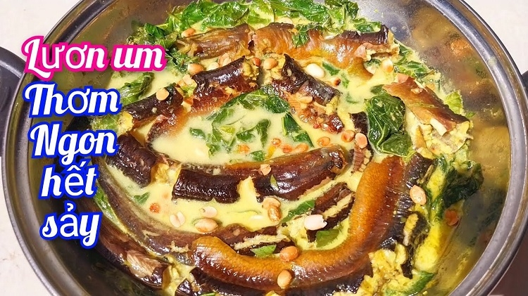 Lươn um lá cách