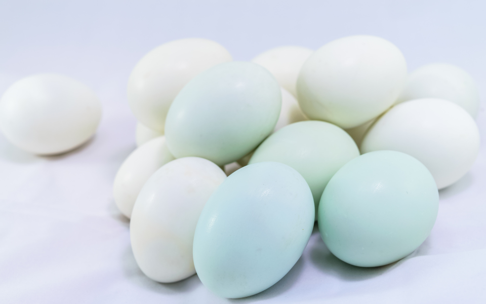 Trứng vịt màu xanh bảo quản lâu hơn