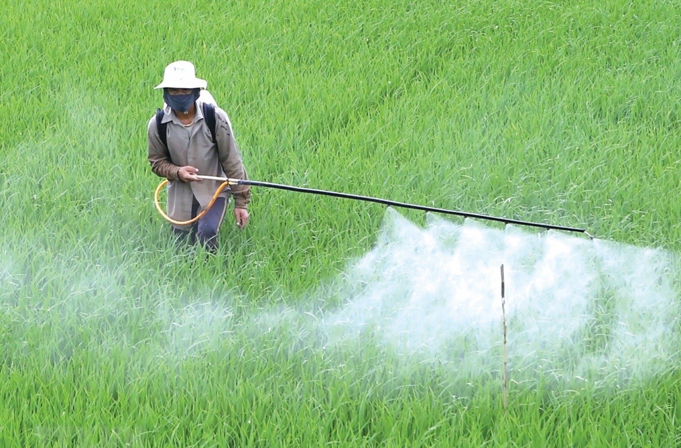 Nguyên nhân gây ô nhiễm môi trường đất (ảnh 2)