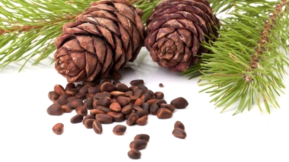 Hạt thông là một loại hạt được tách ra từ chính quả thông cái có tên khoa học là Pinus Gerardiana.