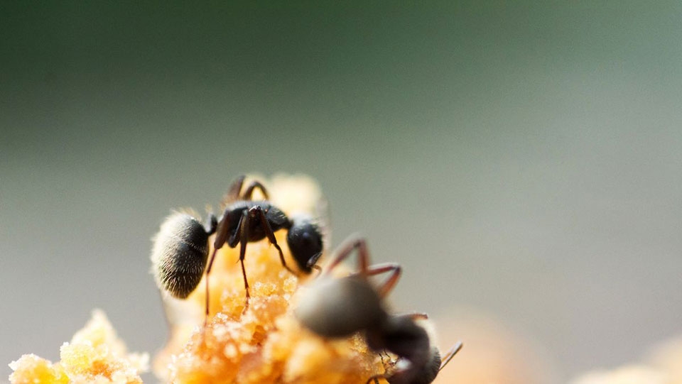 Đường nâu - Ảnh 07