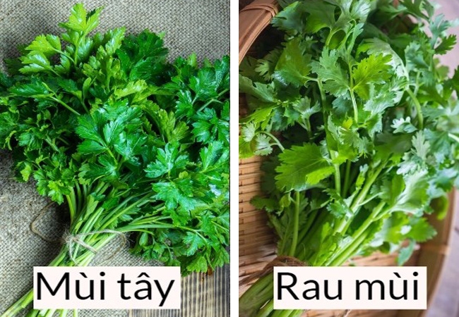 Rau mùi là rau gì? Dùng trong món ăn nào? Phân biệt với mùi tây