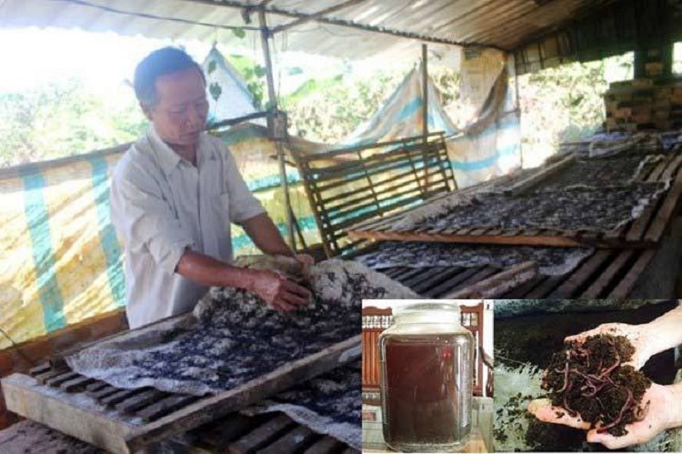 Rượu trùn quế