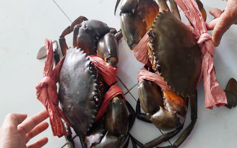 Mẹo để cua biển sống lâu hơn