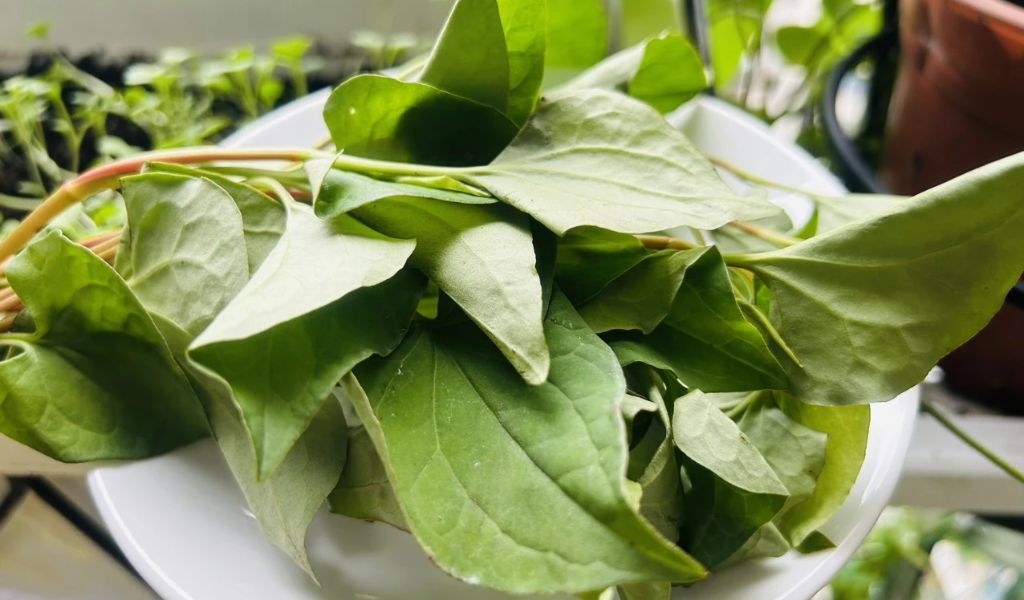 Cách làm mặt nạ rau diếp cá để tủ lạnh tươi lâu và lưu ý khi sử dụng đảm bảo an toàn 1