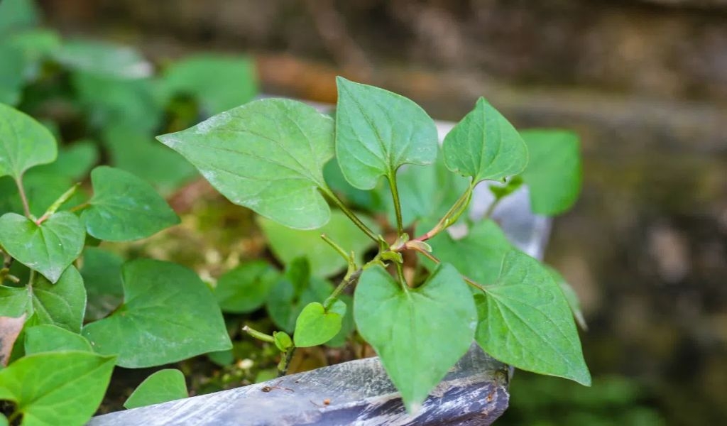 Cách làm mặt nạ rau diếp cá để tủ lạnh tươi lâu và lưu ý khi sử dụng đảm bảo an toàn 5