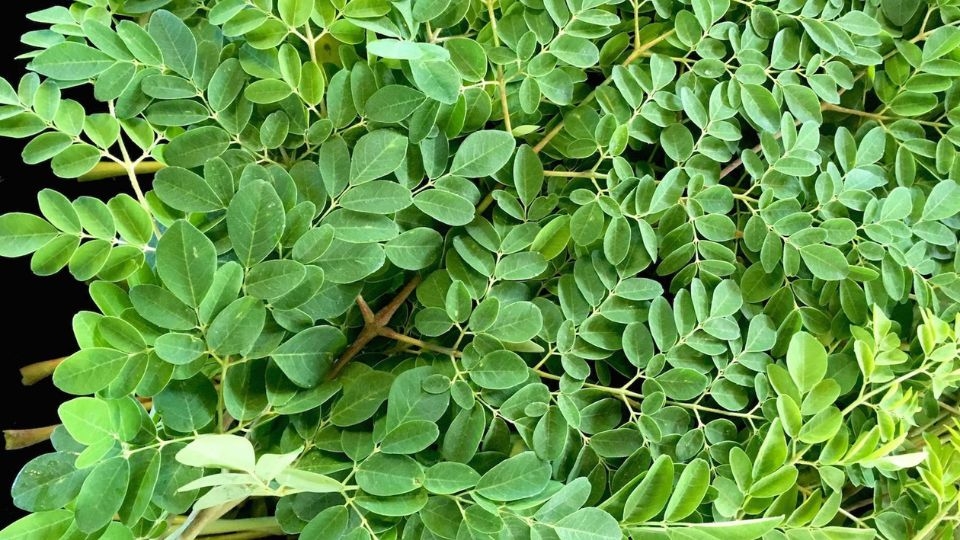 Chùm ngây là loài cây có nguồn gốc từ Ấn Độ xa xôi.