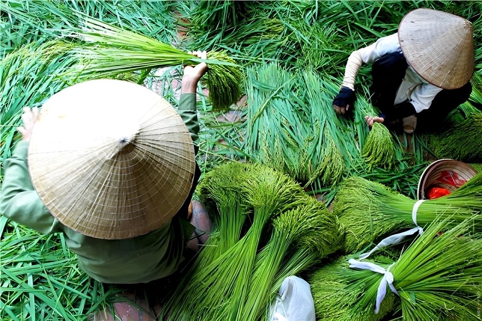 Cốm 2