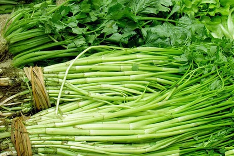 Phân biệt rau cần tây và rau cần ta