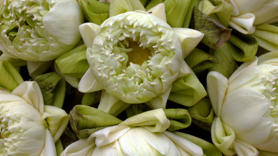 Góc tìm hiểu: Về nhà mới nên cắm hoa gì? Để phù hợp với phong thủy và nghi lễ nhập trạch 1